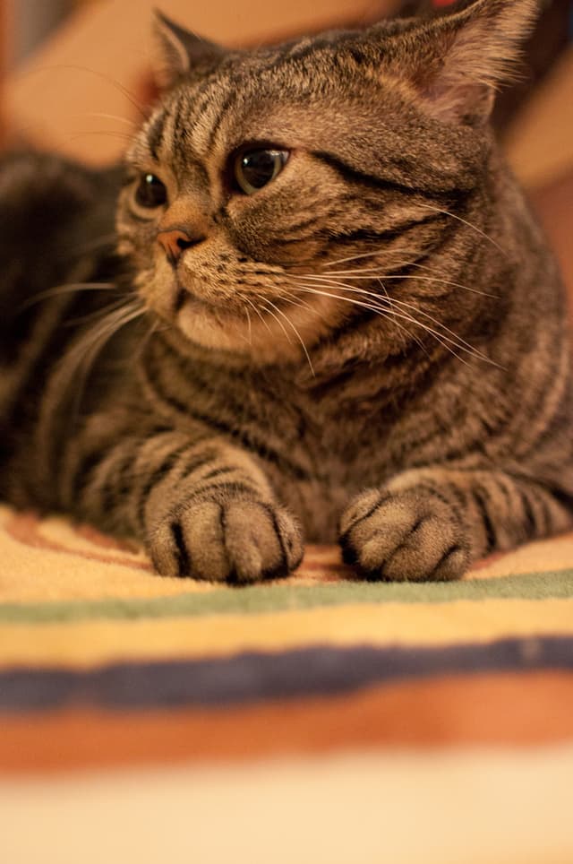 Eine Katze ist im Bild zu sehen.