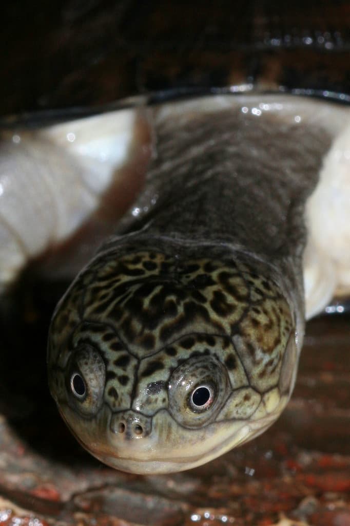 Eine Schildkröte ist auf dem Bild zu sehen.