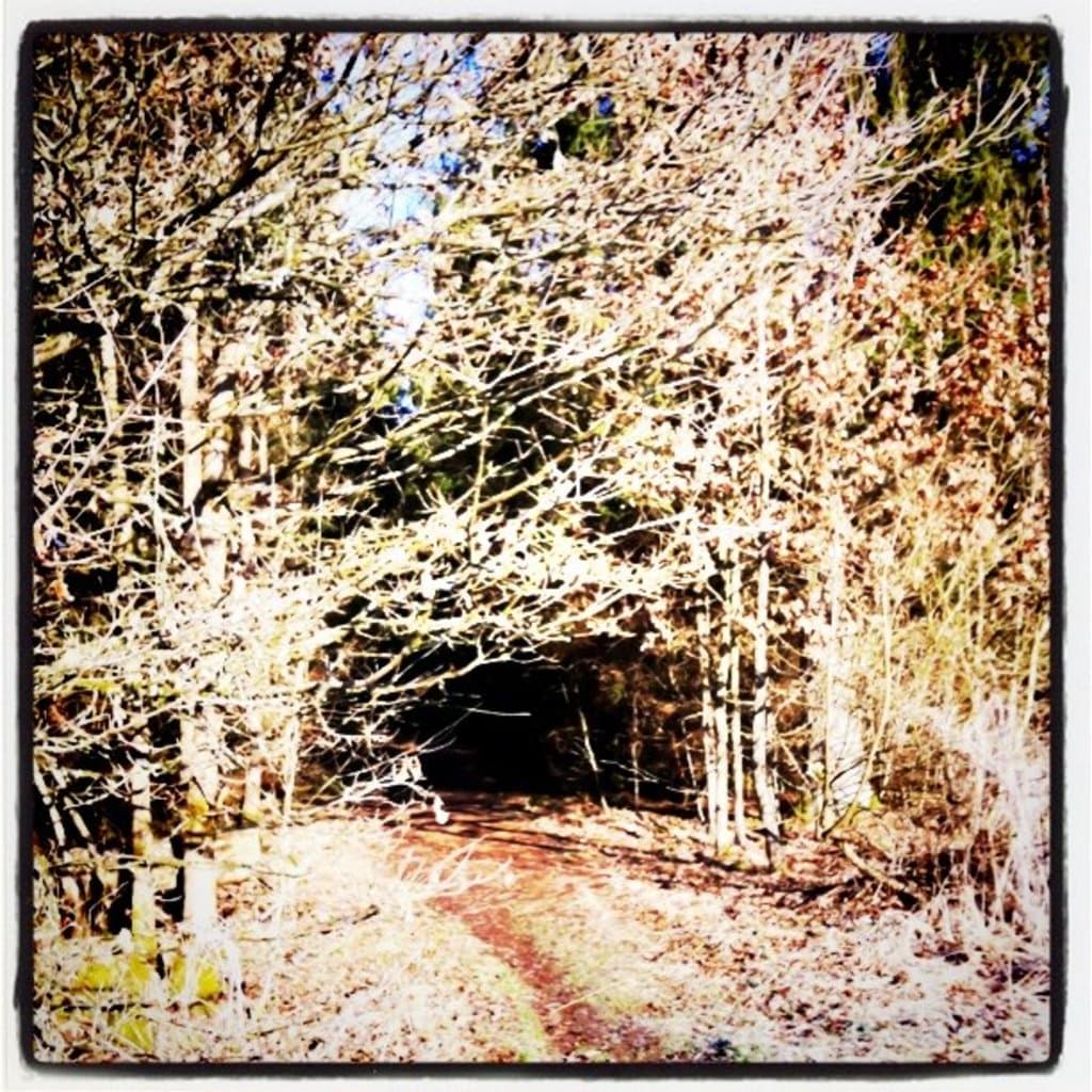 Eine Waldszene mit Bäumen, einem Pfad und dem Himmel, bearbeitet für den visuellen Effekt.