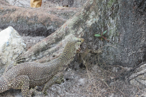 Eine Waran auf dem Boden neben einem Baum, umgeben von Steinen, Zweigen und Blättern, mit einem unscharfen Objekt im Hintergrund.