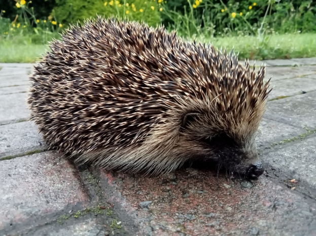 Ein zahmer Igel auf dem Boden umgeben von Pflanzen mit Blumen und Gras im Hintergrund.