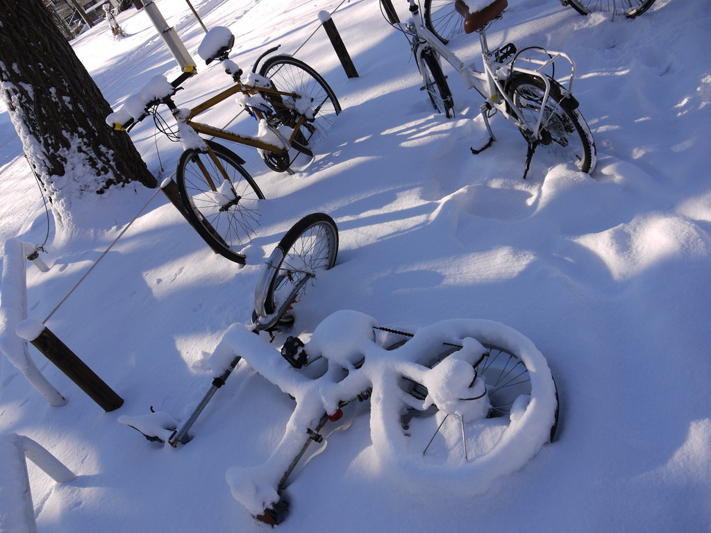 Viele Fahrräder sind teilweise von Schnee bedeckt und stehen neben einem Baumstamm und einer Straße.