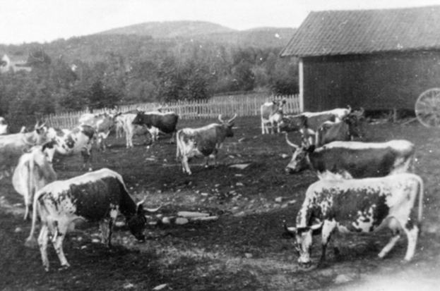 Eine Herde Kühe, die auf einer Wiese neben einem Bauernhof grasen, mit einem Wagen, einem Zaun, Bäumen, Hügeln und einem klaren Himmel im Hintergrund.