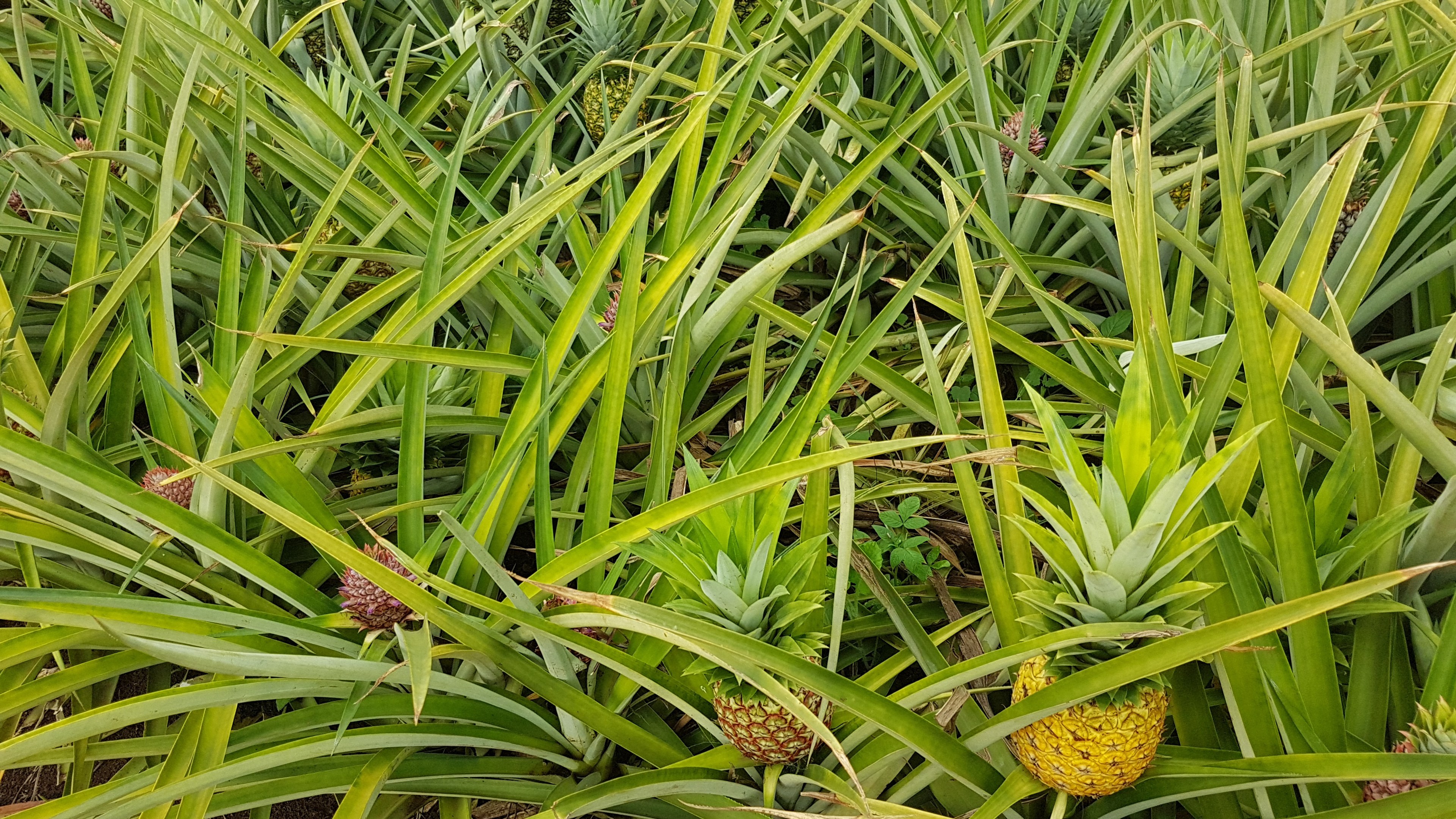 Ein Feld voller Ananaspflanzen mit grünen Blättern und reifen Ananas