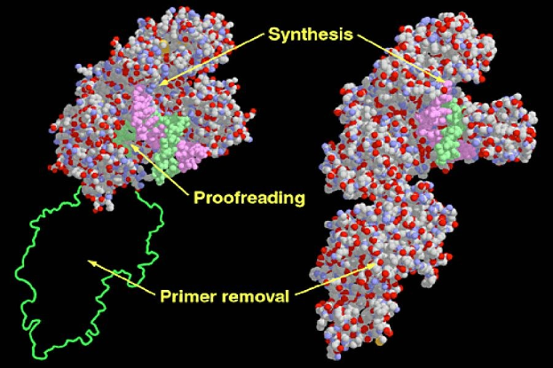 Diagramm eines Proteinmoleküls mit der Bezeichnung "Synthese", "Fehlerkorrektur" und "Primer-Entfernung" vor einem dunklen Hintergrund.