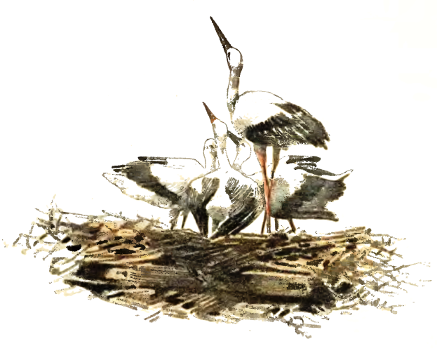 Ein detailliertes Gemälde von zwei Störchen, die auf einem Nest aus Zweigen und Gras stehen, mit langen Hälsen und Schnäbeln, vor einem weißen Hintergrund.