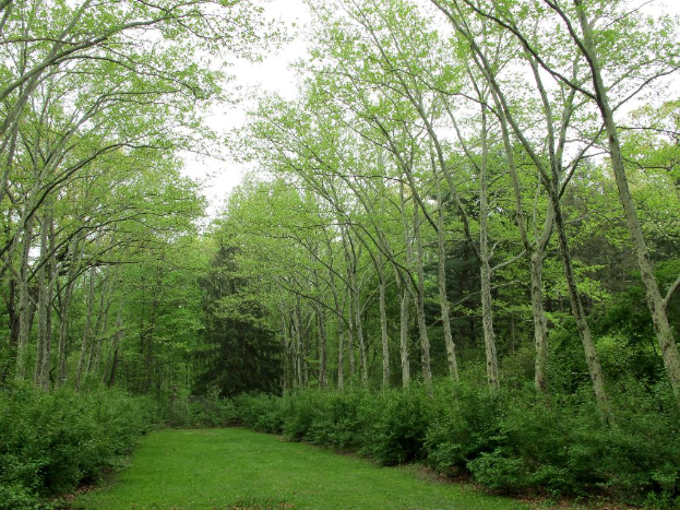 Grün umgibt das Gebiet mit Wiesenland sichtbar unten im Bild.