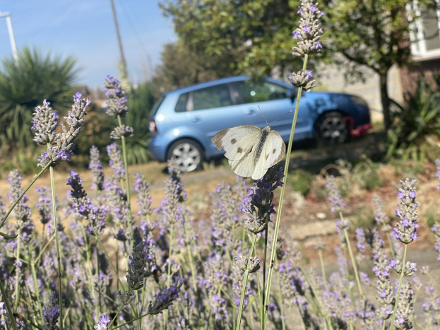 Blauer Wagen vor einem Lavendelfeld mit einer weißen Schmetterling auf einer Blume, Hintergrund enthält Bäume, Pfähle und ein unscharfes Gebäude.