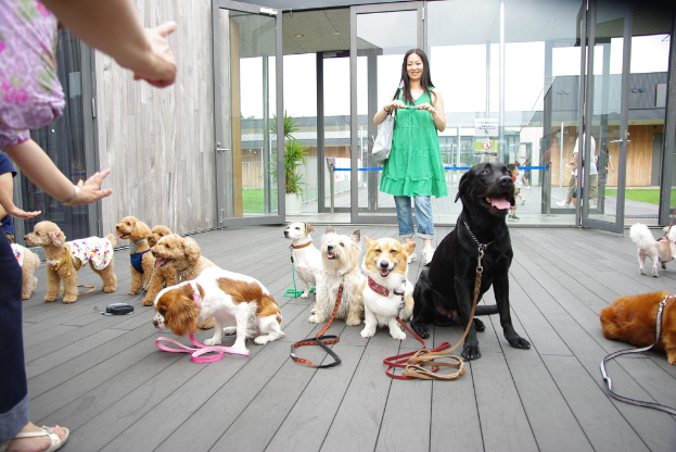 Eine Gruppe von Hunden verschiedener Farben ist auf einer hölzernen Oberfläche in der Nähe einer Glastür versammelt, mit Gebäuden und einem weißen Himmel im Hintergrund. Menschen in Kleidung, eine Handtasche und ein Gerät sind ebenfalls sichtbar, ebenso wie eine Pflanze und Gras.