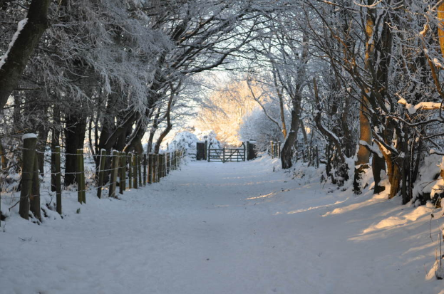 Ein verschneiter Weg, gesäumt von Bäumen und einem Zaun mit Tor.