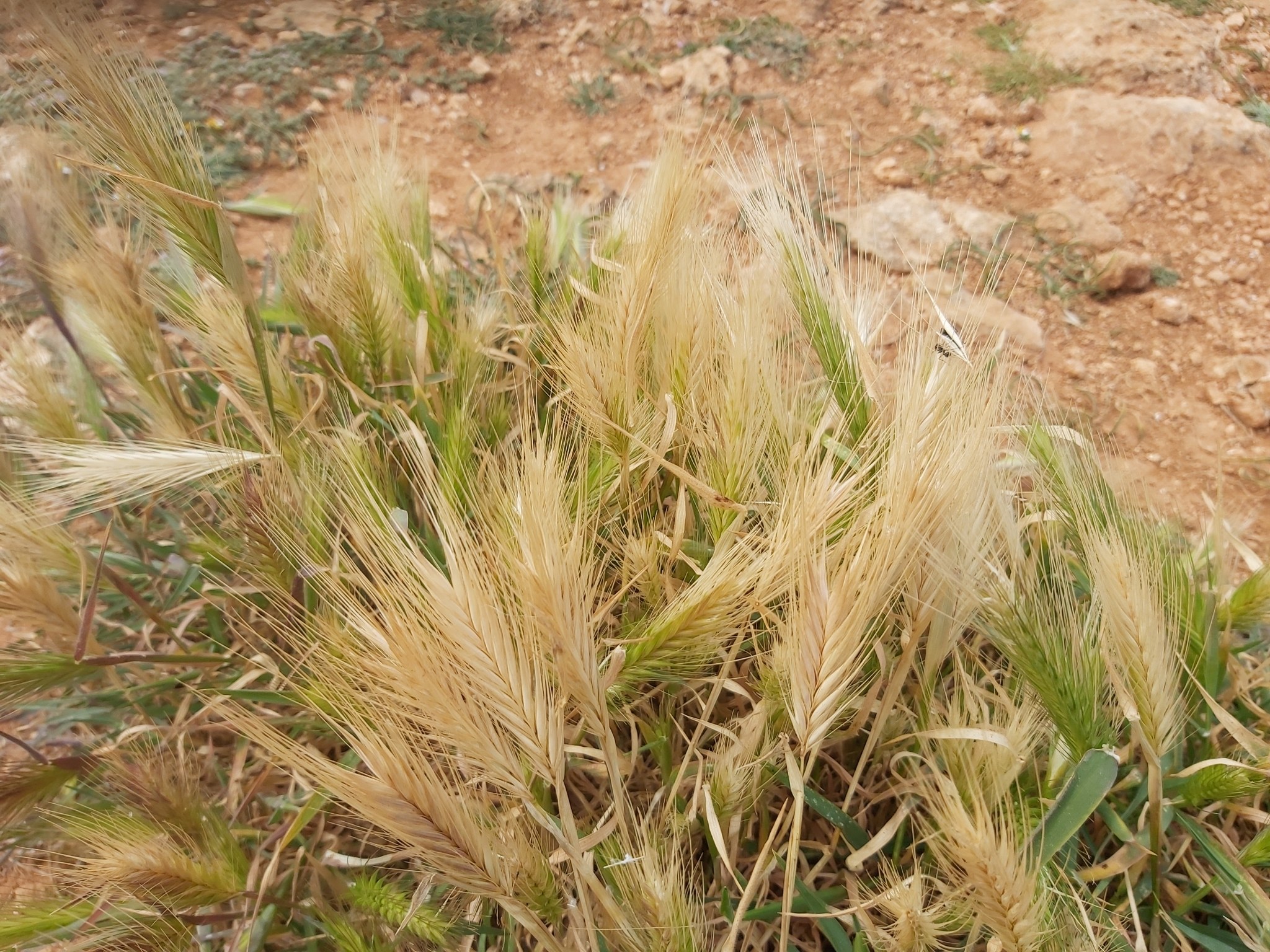 Nahaufnahme eines goldgelben Feldes mit reifem Roggengras und verstreuten Pflanzen und Steinen.