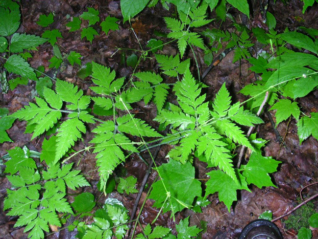 Grüne Blätter sind sichtbar.