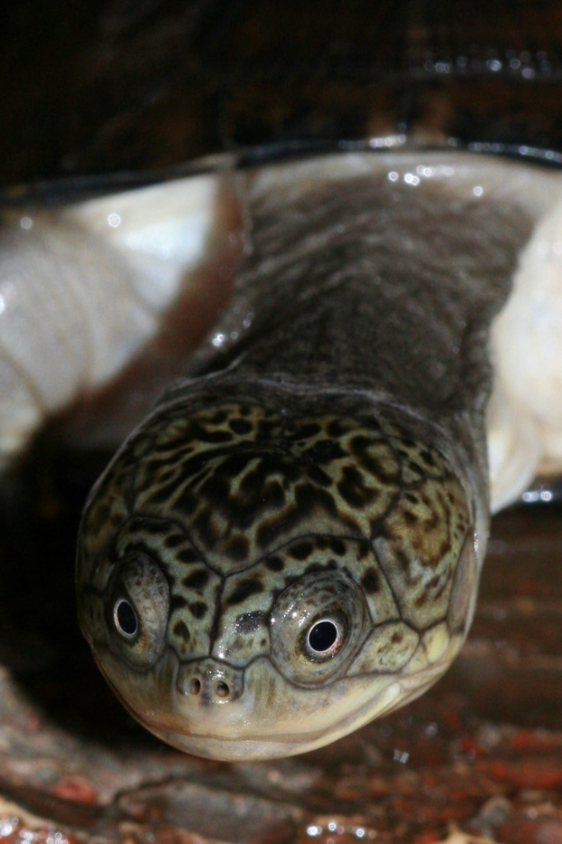 Eine SchildkrÃ¶te ist auf dem Bild zu sehen.