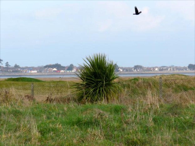 Eine grüne Landschaft mit fernen Häusern und Bäumen, eine Netzstruktur mit Pflanzen im Vordergrund und ein Vogel am Himmel.