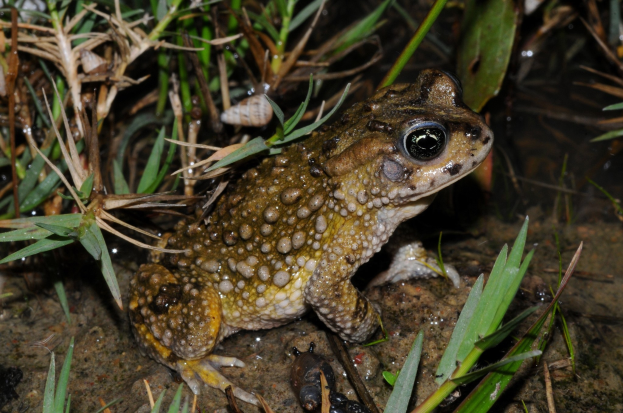 Ein Wasserfrosch sitzt auf Erde neben Pflanzen, mit einem Wasserzeichen in der linken oberen Ecke.