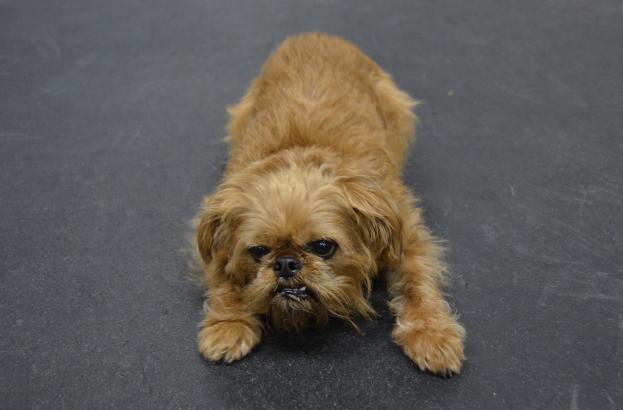 Ein Hund auf einer asphaltierten Straße.