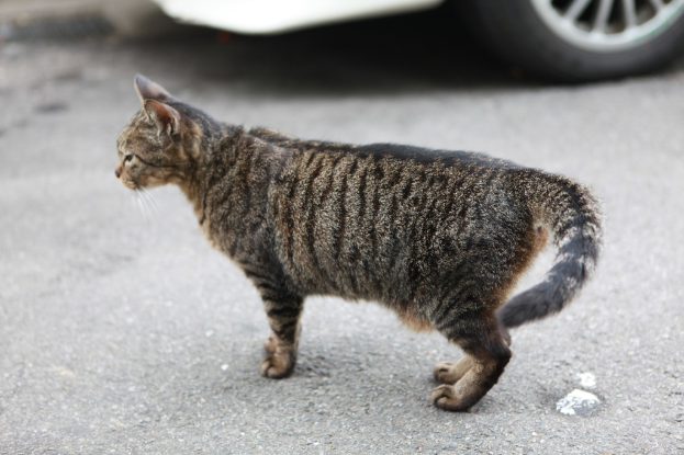 Eine Katze ist in der Mitte des Bildes mit einem Auto oben.