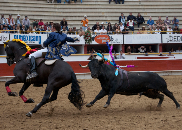 Ein schwarzes Pferd mit einem Reiter und ein schwarzer Bulle rennen vor einer Menge mit Schildern und Stufen im Hintergrund.