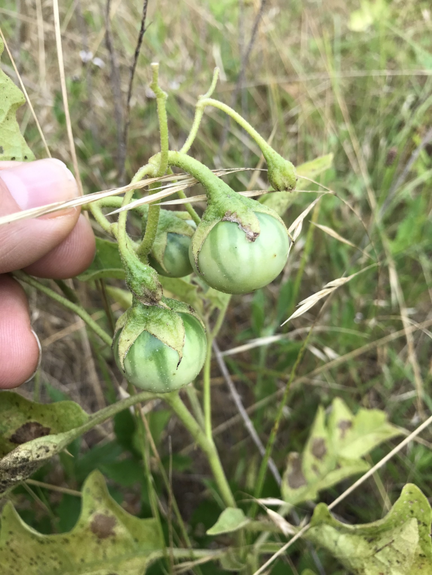 Eine Person hält einen Bund grüner Tomaten an einer Pflanze, mit Schimmel an einigen der Tomaten, während Pflanzen und Gras im Hintergrund zu sehen sind.