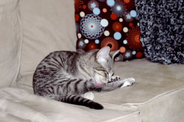 Eine Katze sitzt auf einem Sofa umgeben von mehreren Kissen.